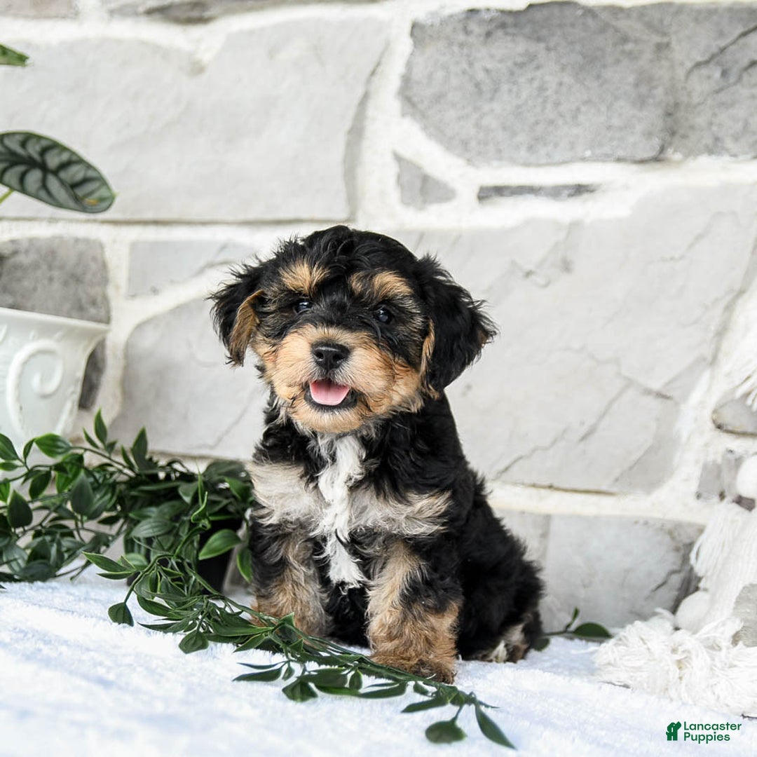 Yochon dogs for sale: Tristin - Image 4