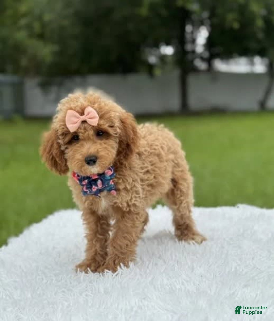 Mini Goldendoodle dogs for sale: Amara - Image 3