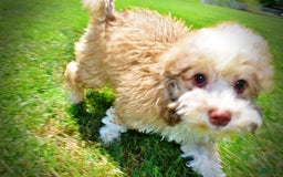 Havapoo dogs for sale: Webster - Image 11