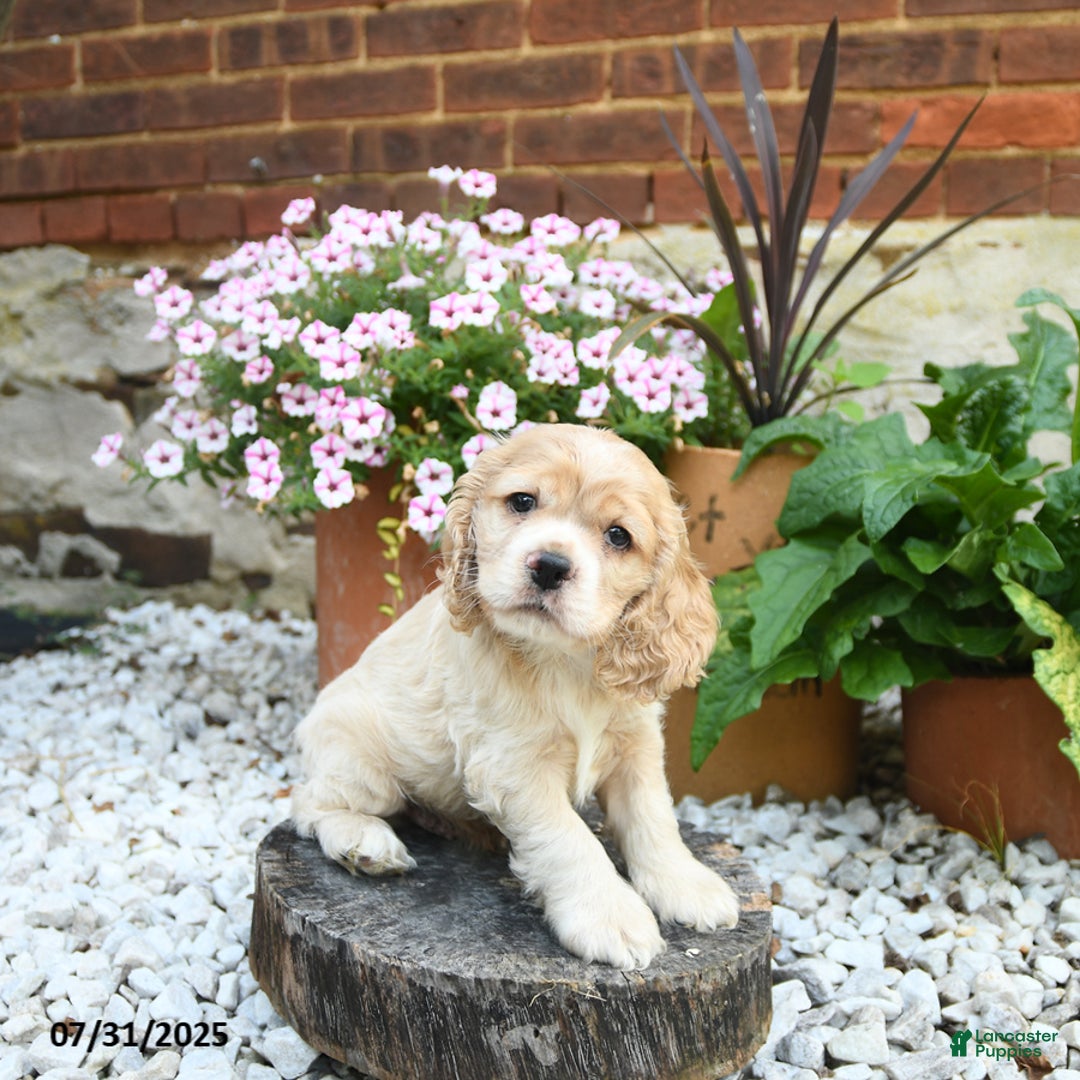 Cocker Spaniel dogs for sale: Cooper - Image 2