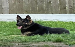 German Shepherd dogs for sale: N/a - Image 4