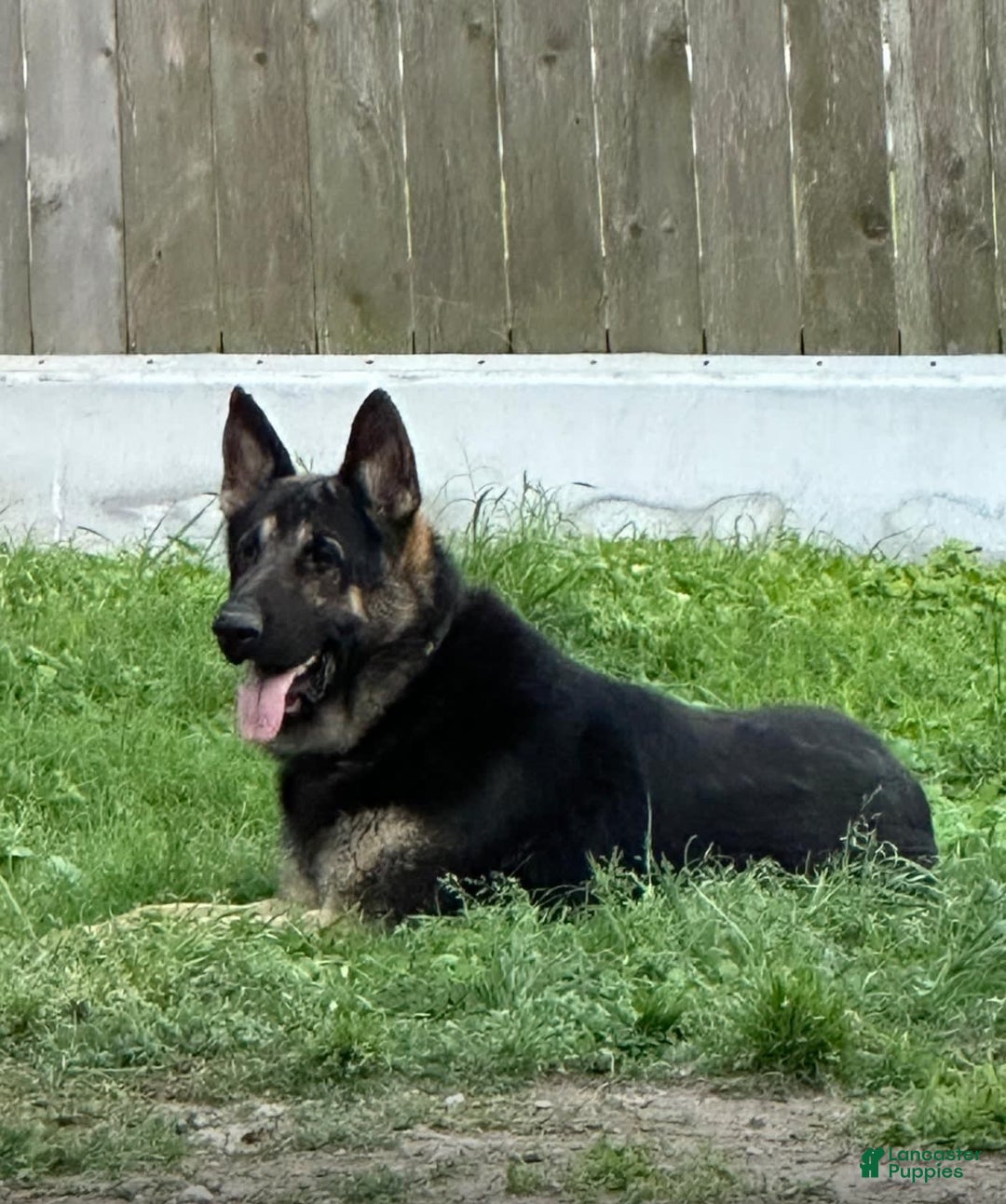 German Shepherd dogs for sale: N/a - Image 4
