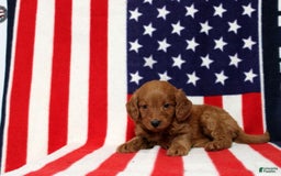 Mini Goldendoodle dogs for sale: Preston - Image 3