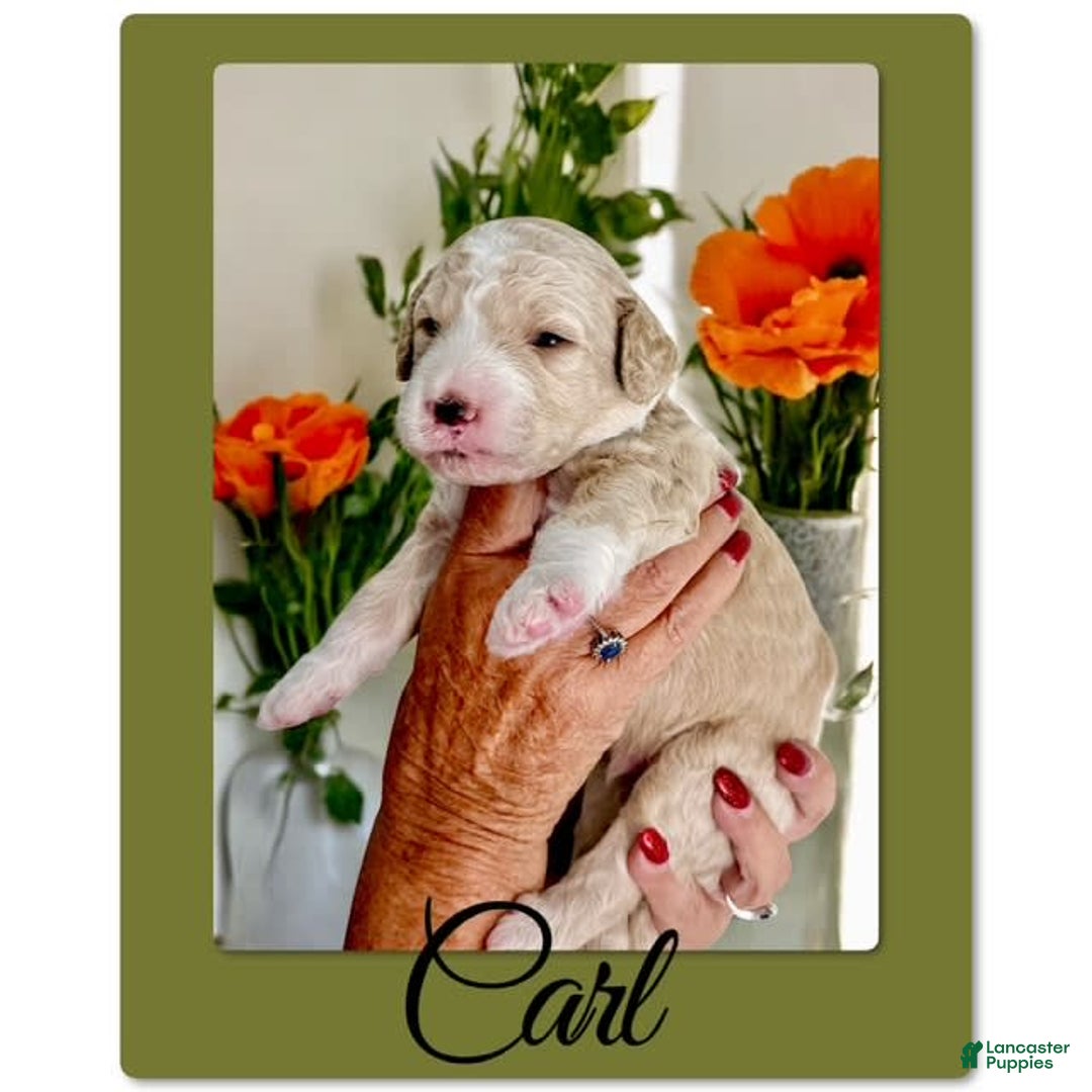 Bernedoodle dogs for sale: Carl - Image 6