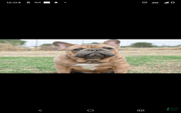 French Bulldog dogs for sale: Grey collar - Image 8