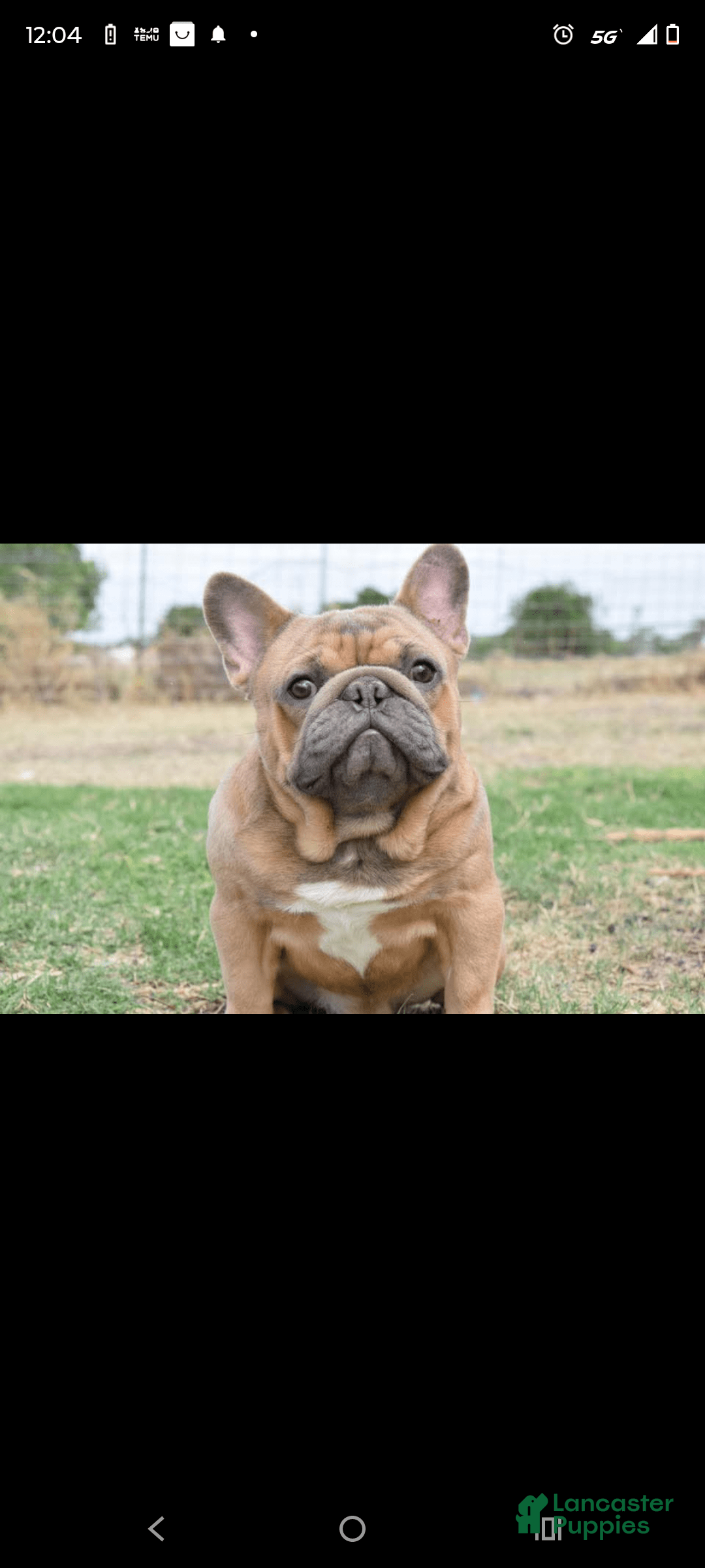 French Bulldog dogs for sale: Grey collar - Image 8