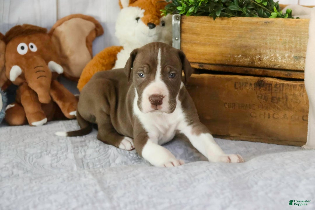 Great Dane dogs for sale: Jack - Image 23