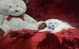 Malshi dogs for sale: Kona - Image 4