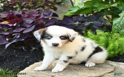 Miniature Australian Shepherd dogs for sale: Holly - Image 2