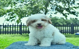 Mini Goldendoodle dogs for sale: Zane - Image 5