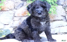 Mini Goldendoodle dogs for sale: Finn F1b - Image 3