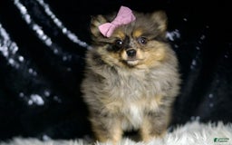 Pomeranian dogs for sale: Fluffy - Image 3