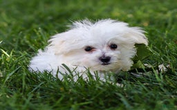 Maltese dogs for sale: Ash - Image 8
