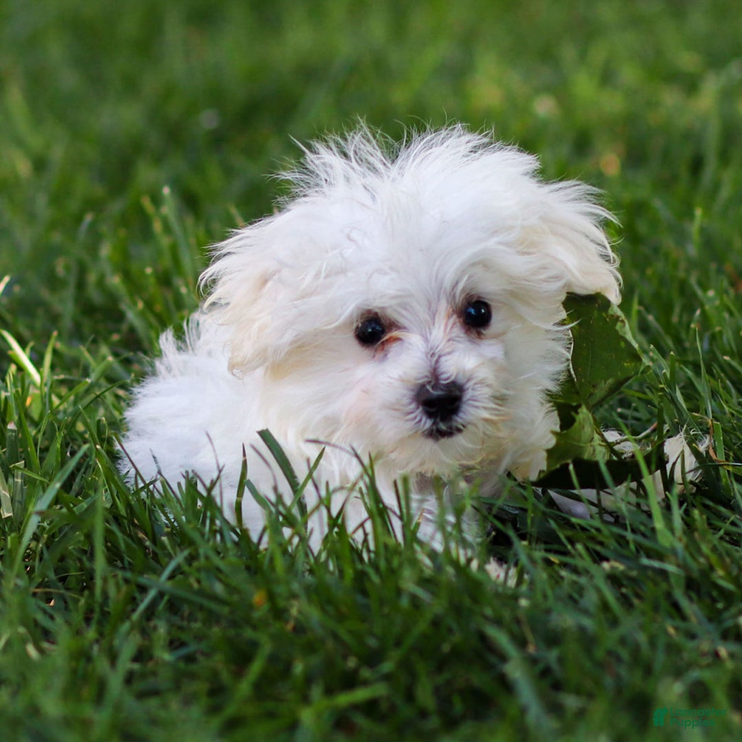 Maltese dogs for sale: Ash - Image 8