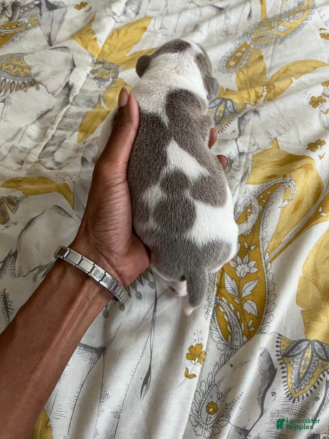 American Bully dogs for sale: Charlie - Image 6