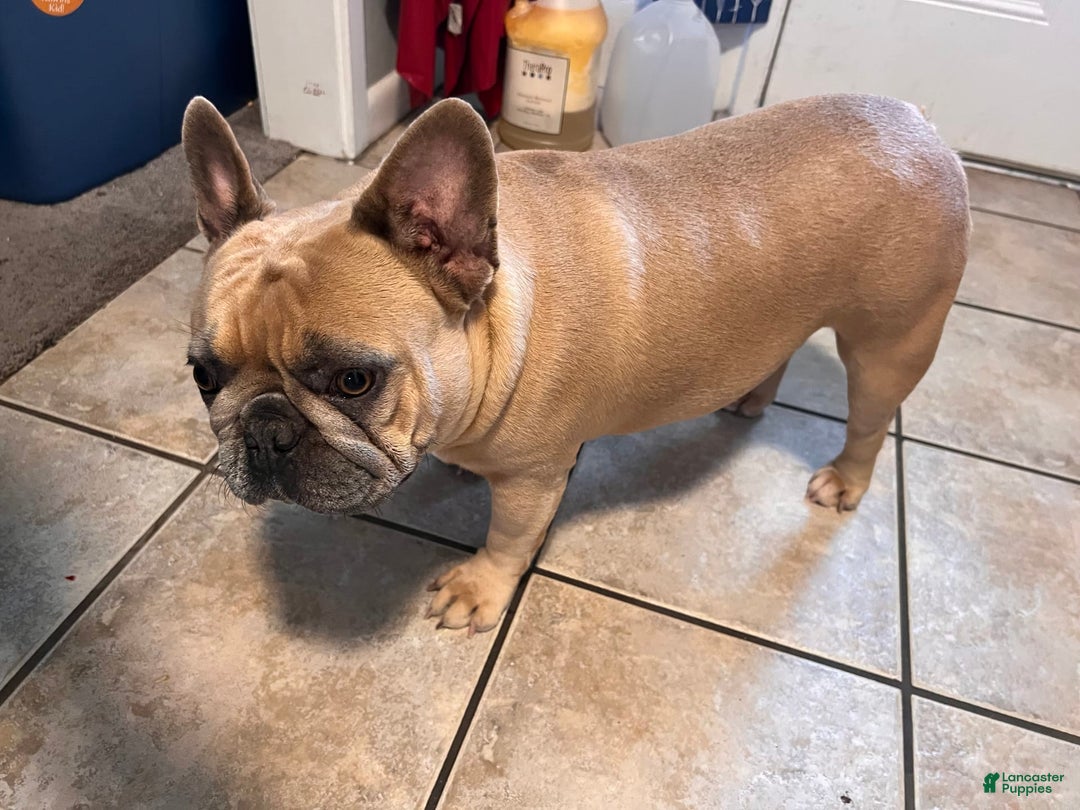 French Bulldog dogs for sale: Grey Grey - Image 3