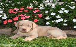 Labrador Retriever dogs for sale: Labrador Retriever 9 puppies - Image 1