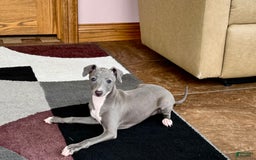 Italian Greyhound dogs for sale: Cj - Image 5