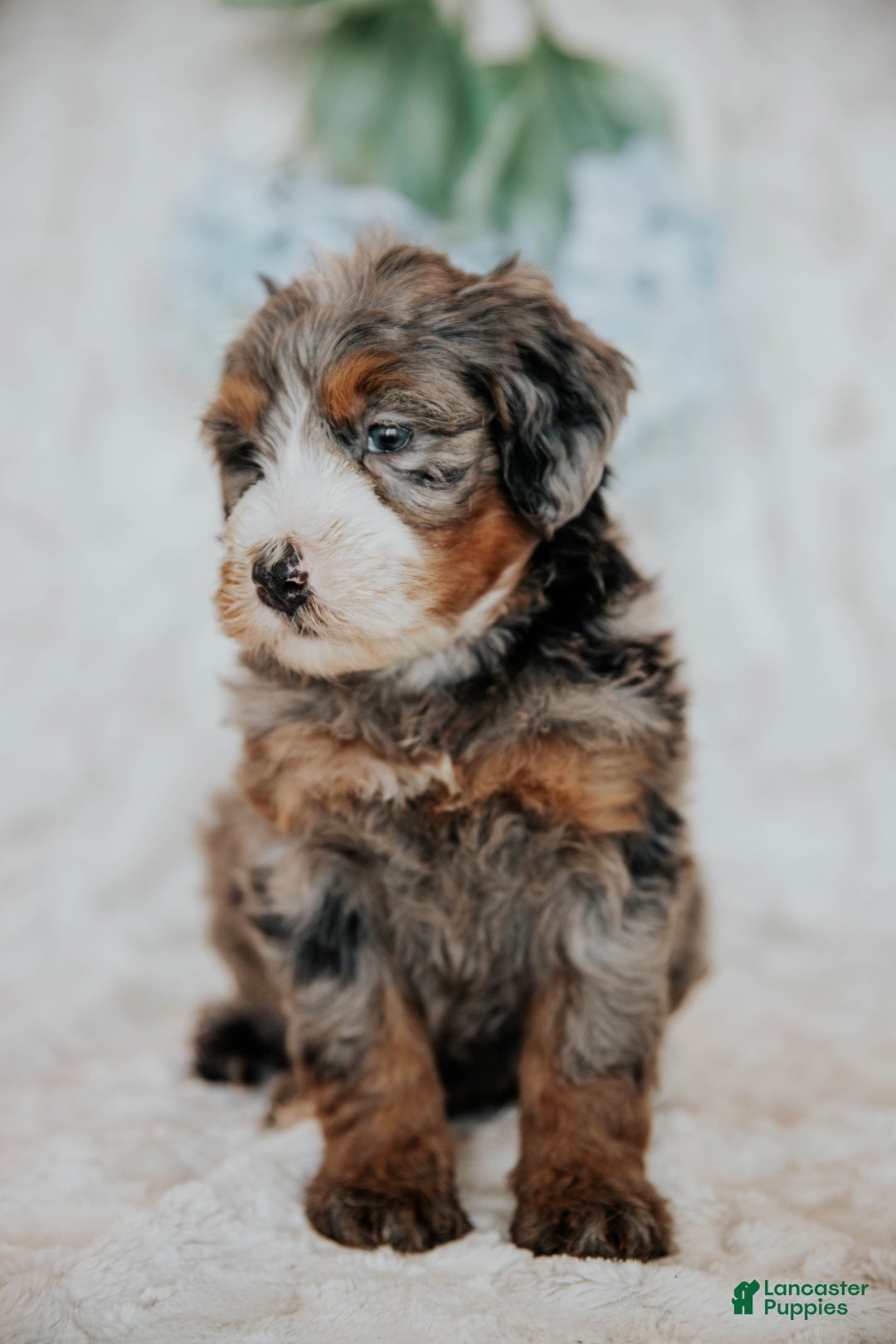 Mini Bernedoodle dogs for sale: Myles - Image 3