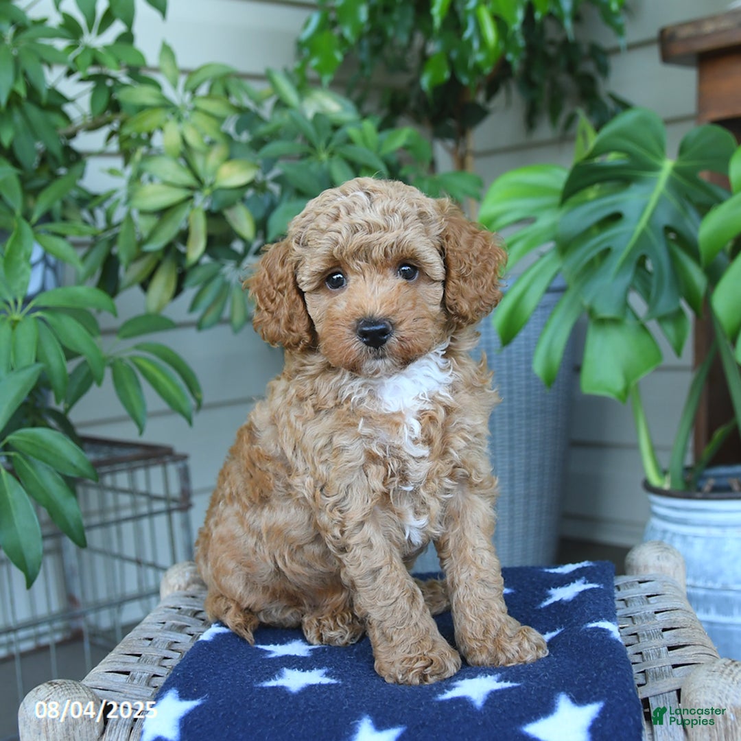 Miniature Poodle dogs for sale: Wyatt - Image 1
