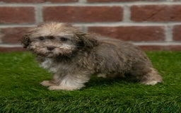Havanese dogs for sale: Wyatt - Image 4