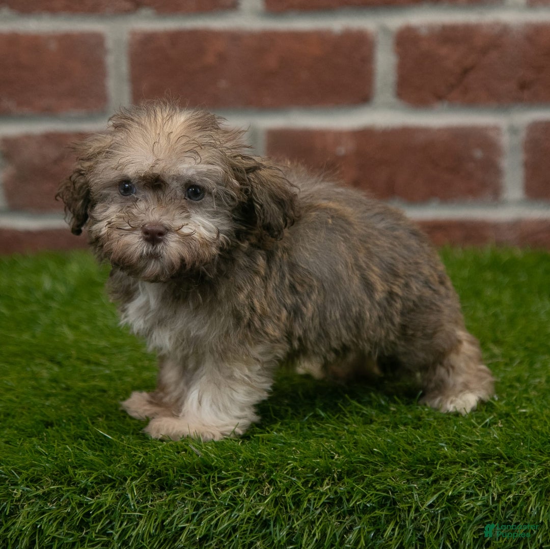 Havanese dogs for sale: Wyatt - Image 4