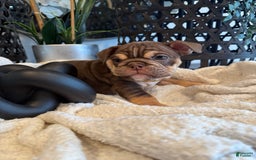 English Bulldog dogs for sale: Peaches - Image 2