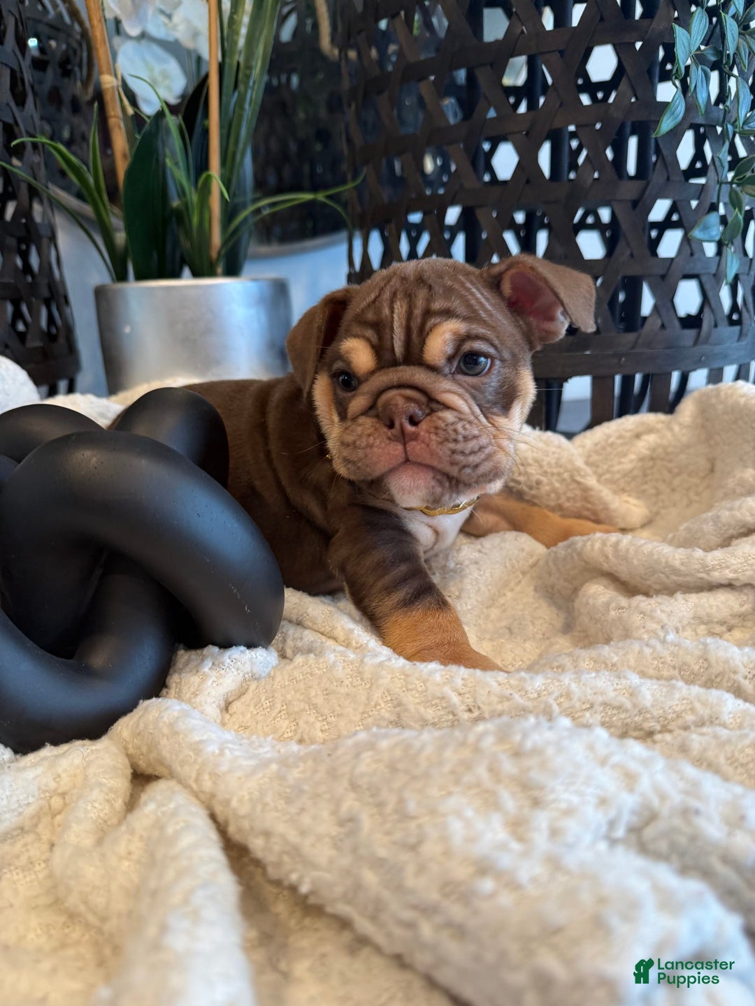 English Bulldog dogs for sale: Peaches - Image 2