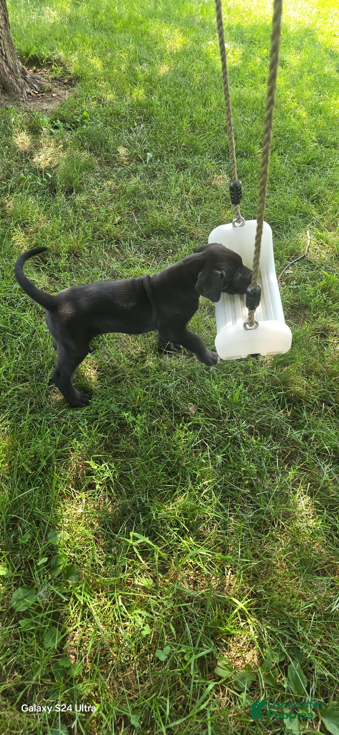 Great Dane dogs for sale: Storm - Image 23