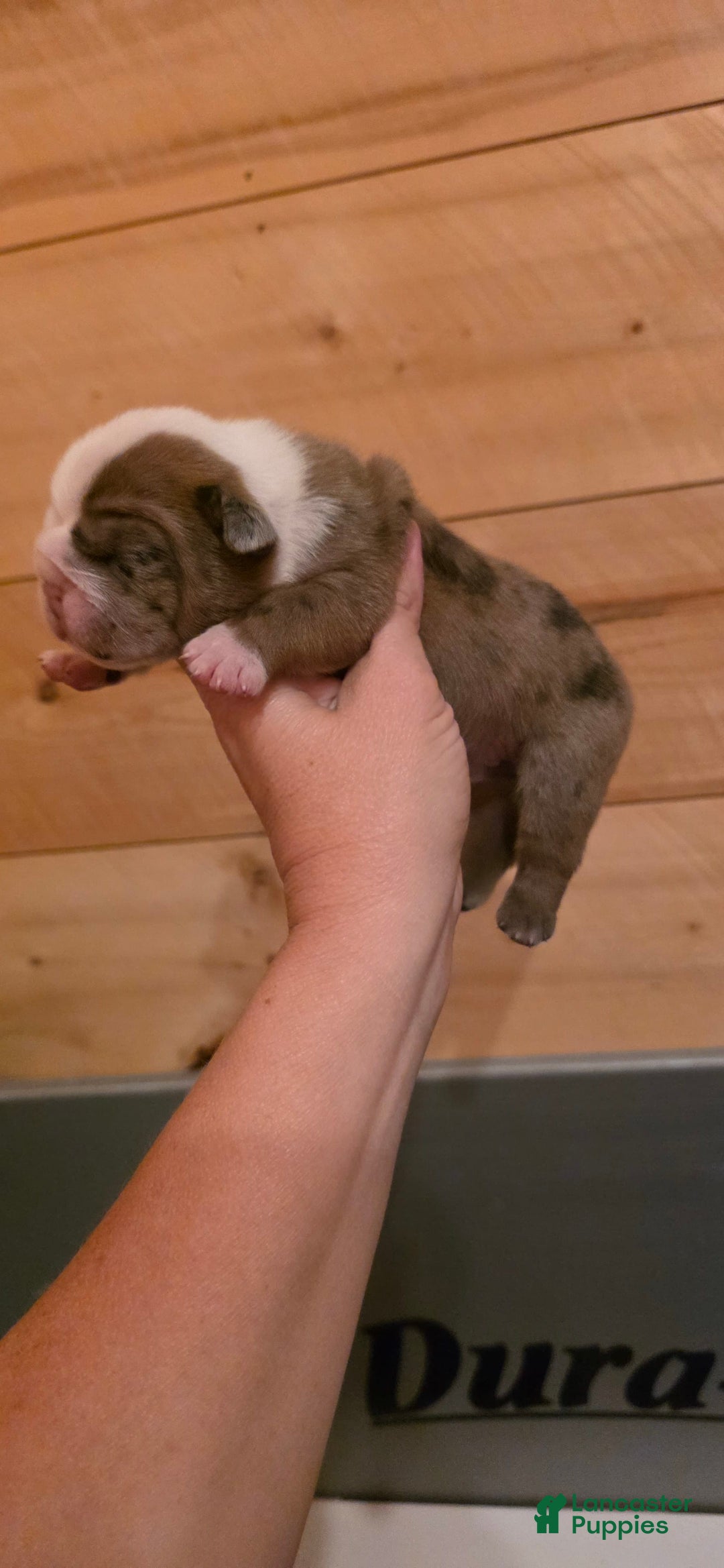 Olde English Bulldogge dogs for sale: Jimi - Image 5