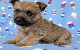 Cairn Terrier dogs for sale: Elmer - Image 4