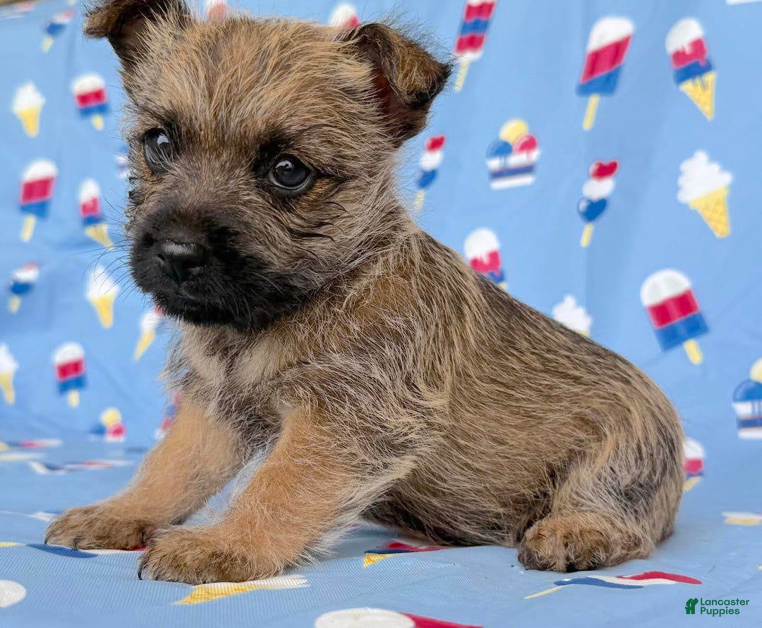 Cairn Terrier dogs for sale: Elmer - Image 4