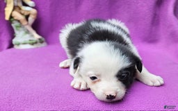 Border Collie dogs for sale: I-dog - Image 16
