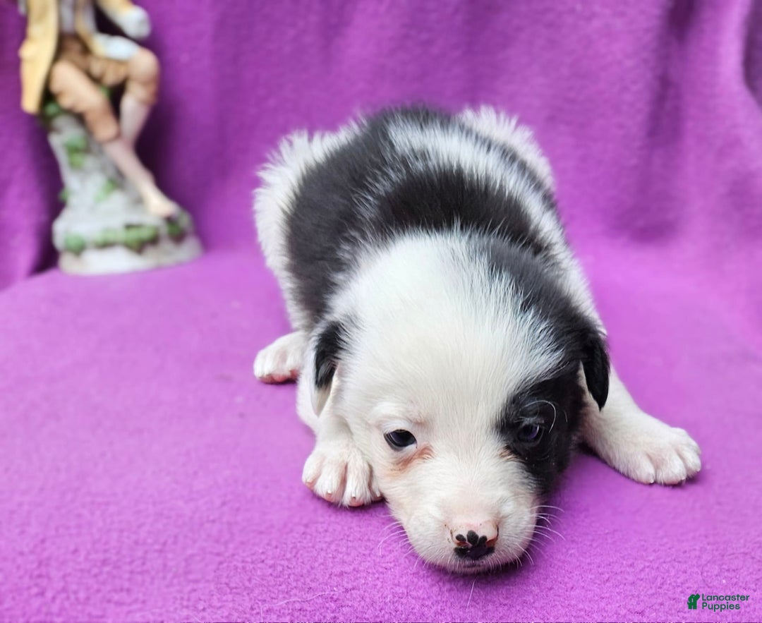 Border Collie dogs for sale: I-dog - Image 16