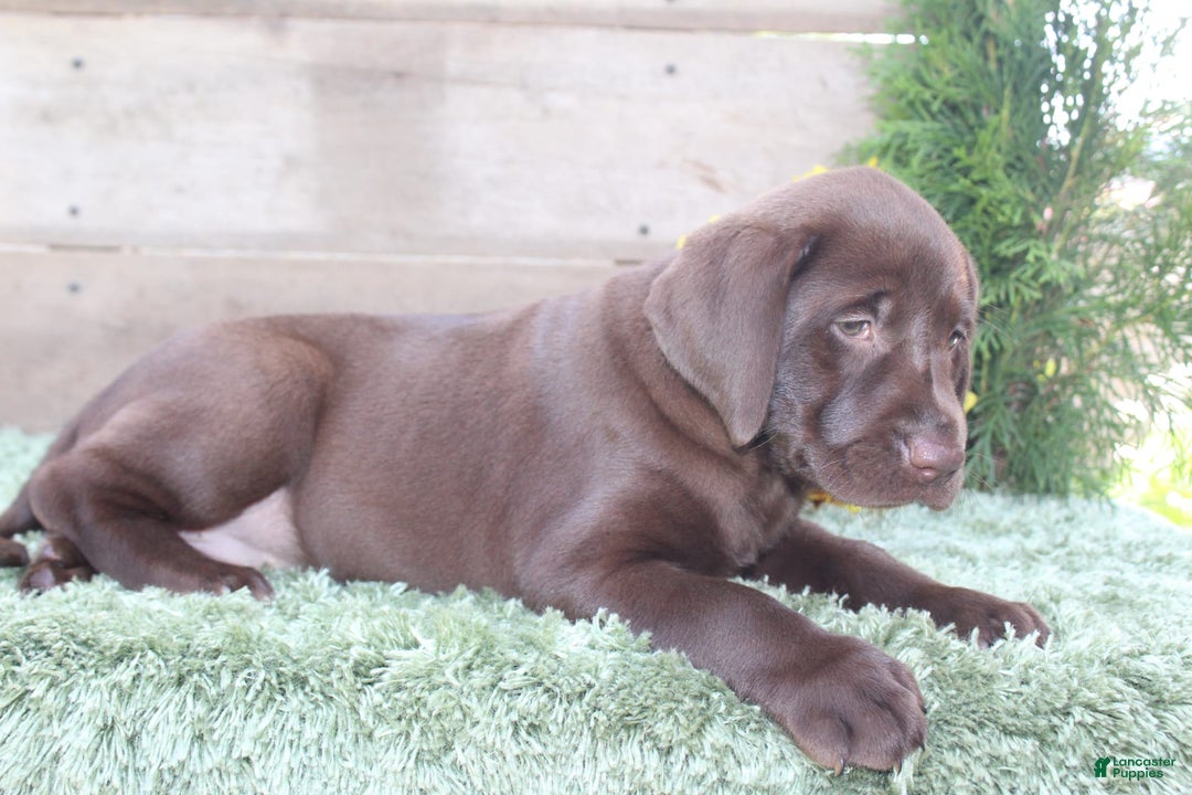 Labrador Retriever dogs for sale: Shishi - Image 1