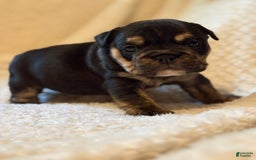English Bulldog dogs for sale: Isabella - Image 6