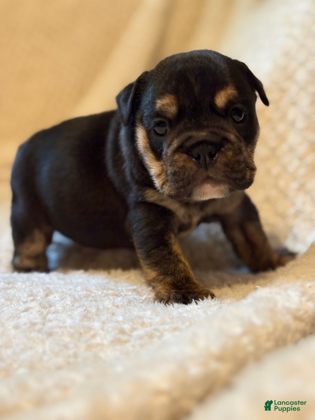 English Bulldog dogs for sale: Isabella - Image 6