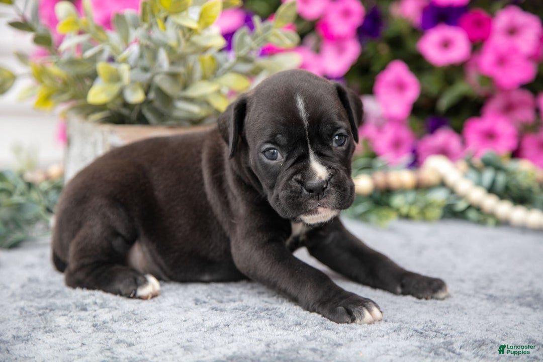 Boxer dogs for sale: Scooter - Image 5