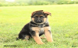 German Shepherd dogs for sale: Dawn - Image 4