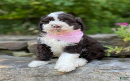 Portuguese Water Dog dogs for sale: Iris - Image 5