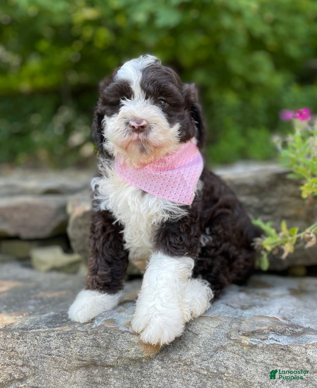 Portuguese Water Dog dogs for sale: Iris - Image 5