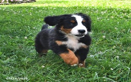Bernese Mountain Dog dogs for sale: Lael - Image 6