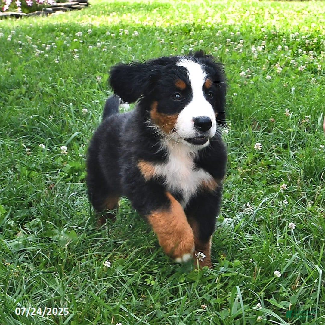 Bernese Mountain Dog dogs for sale: Lael - Image 6