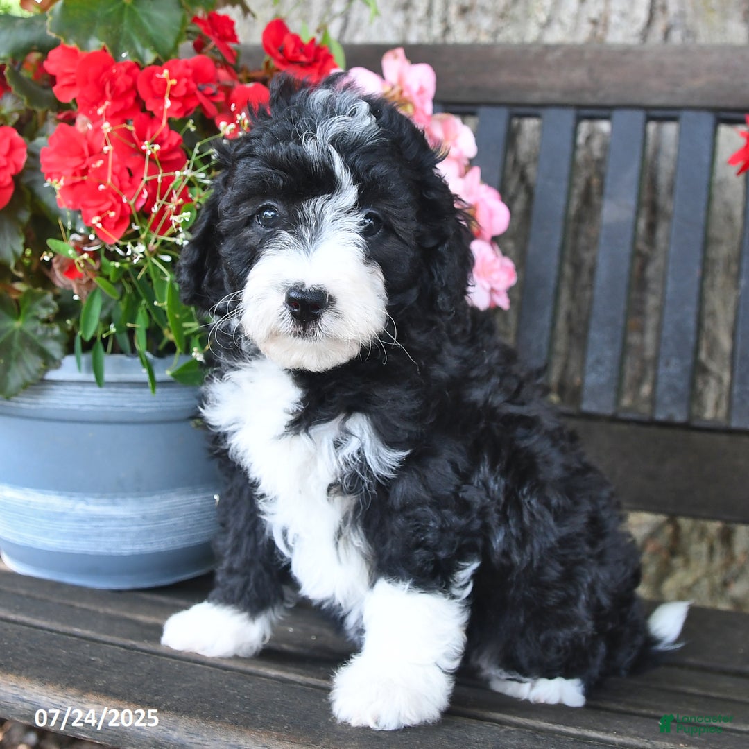 Mini Aussiedoodle dogs for sale: Angel - Image 1
