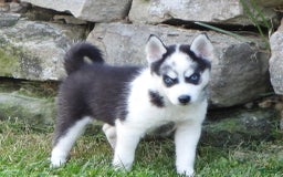 Pomsky dogs for sale: Fiesty Girl - Image 1