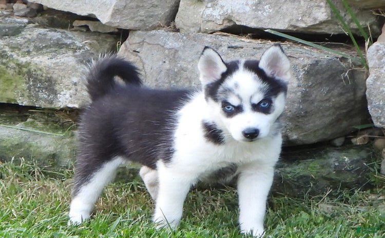 Pomsky dogs for sale - Ad 1