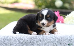 Bernese Mountain Dog dogs for sale: Polly Akc - Image 3