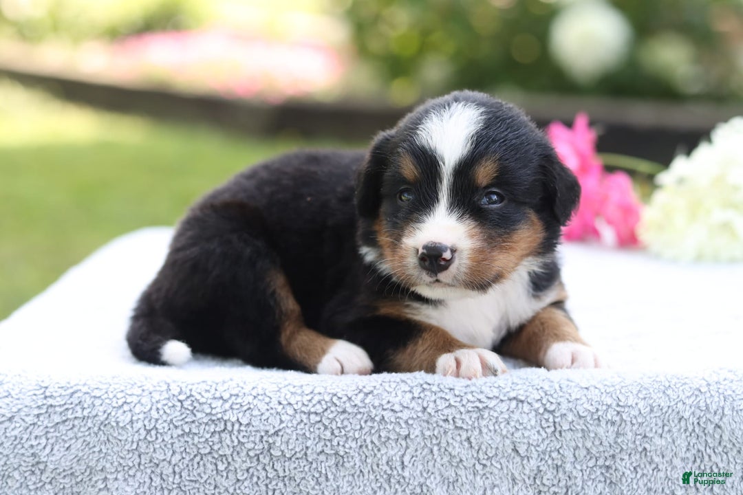 Bernese Mountain Dog dogs for sale: Polly Akc - Image 3