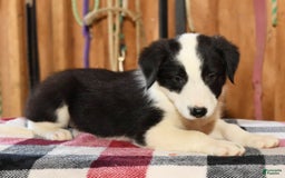 Border Collie dogs for sale: Luke - Image 3