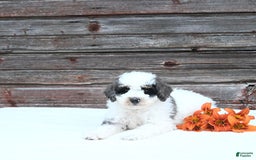 Miniature Poodle dogs for sale: Moe - Image 6